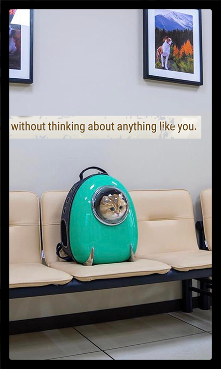 The last image in the sequence. In sudden quiet and clarity, all previous images — except the text "without thinking..." — are now replaced by a white-walled waiting room with tan chairs, on which sits the green backpack from the first image. A plastic bubble shows a small cat looking out from the backpack, cut off from the world except by observing. Top right, a framed photo of a dog looking over mountains.